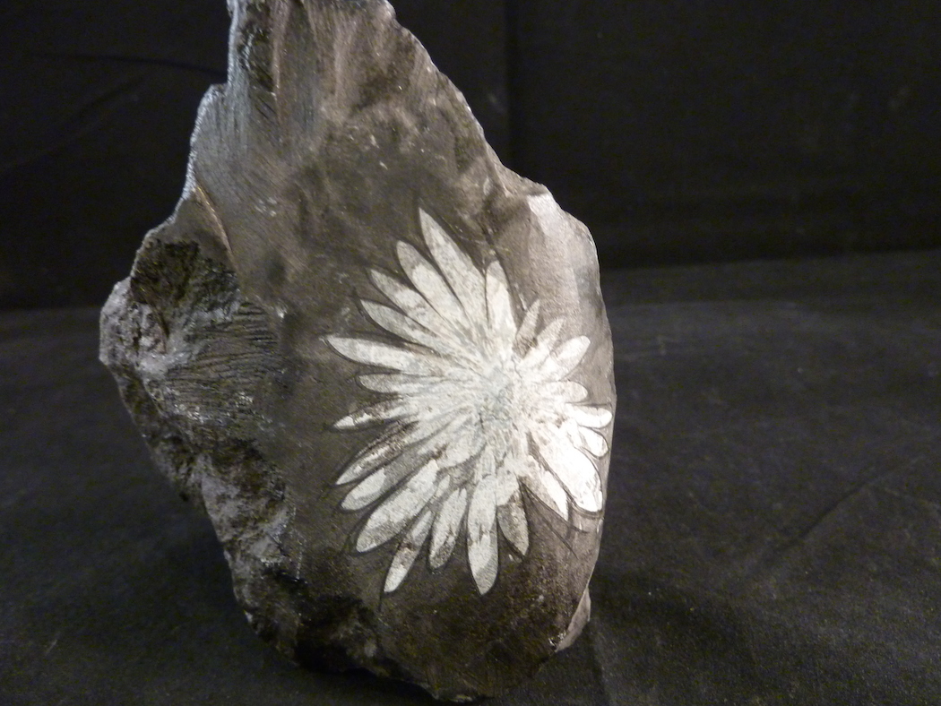 Chrysanthemum Stone for sale  Fossil Shack