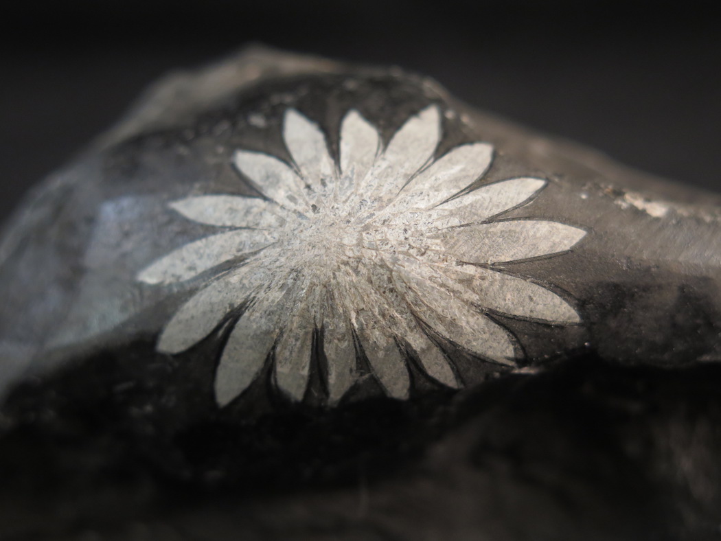 Chrysanthemum Stone for sale  Fossils for Sale Fossil Shack