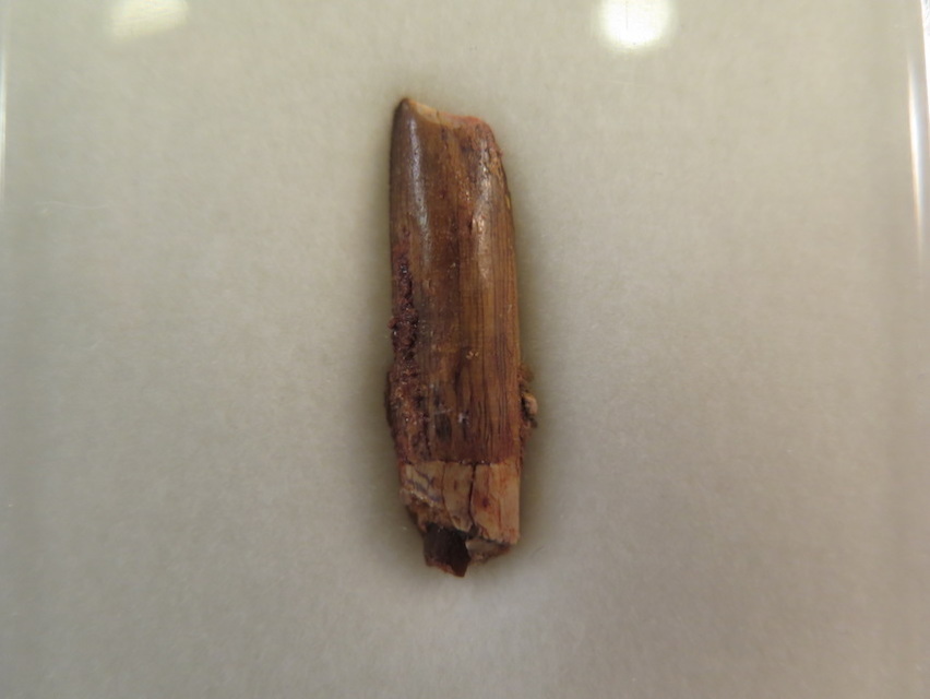 Diplodocus Teeth for sale - Fossil Shack