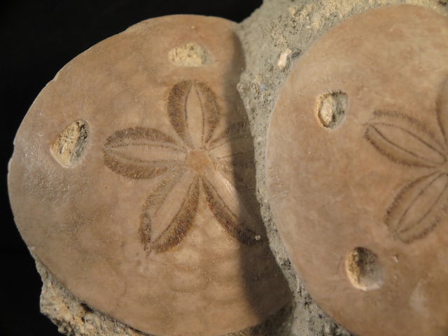 Two Fossil Sand Dollars (Scutella) - Europe (#252142) For Sale