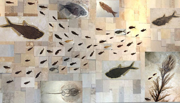 Fish fossils for sale