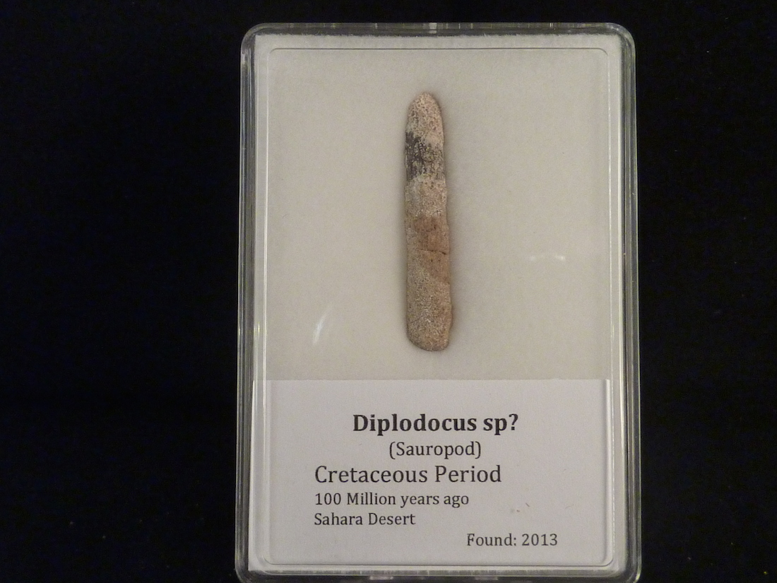 Huge Diplodocus Tooth for sale - fossil Shack
