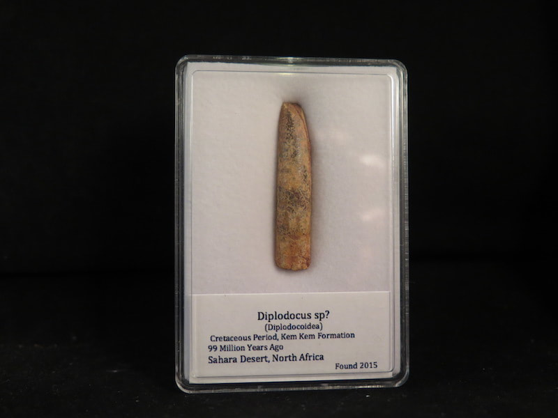 Diplodocus Tooth fossils for sale
