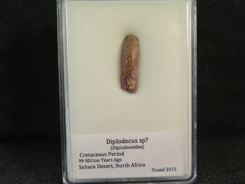Diplodocus Teeth for sale online