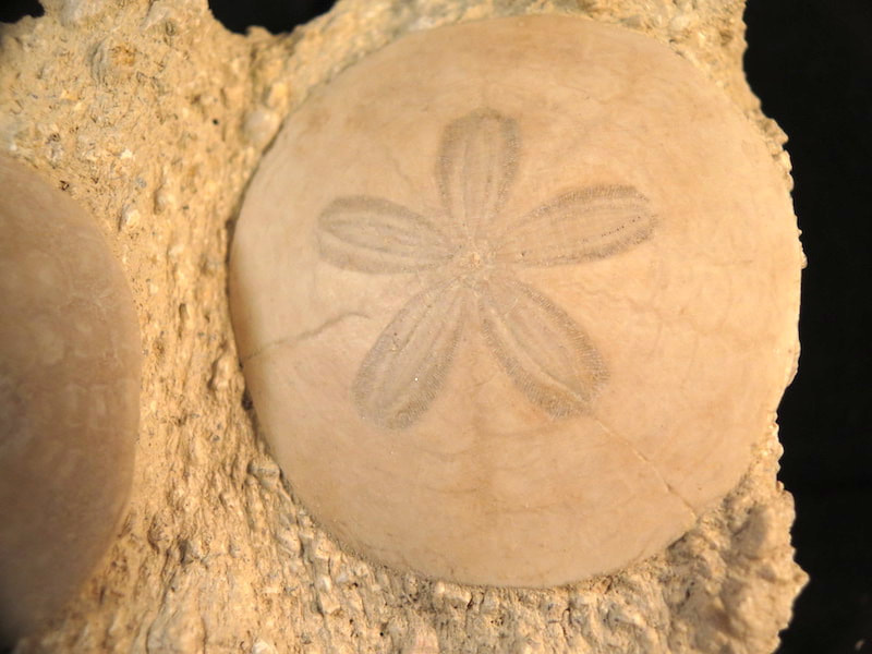 Two Fossil Sand Dollars (Scutella) - Europe (#252142) For Sale 