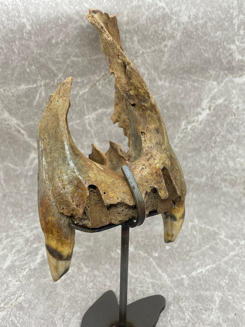 Cave Bear Partial Skull