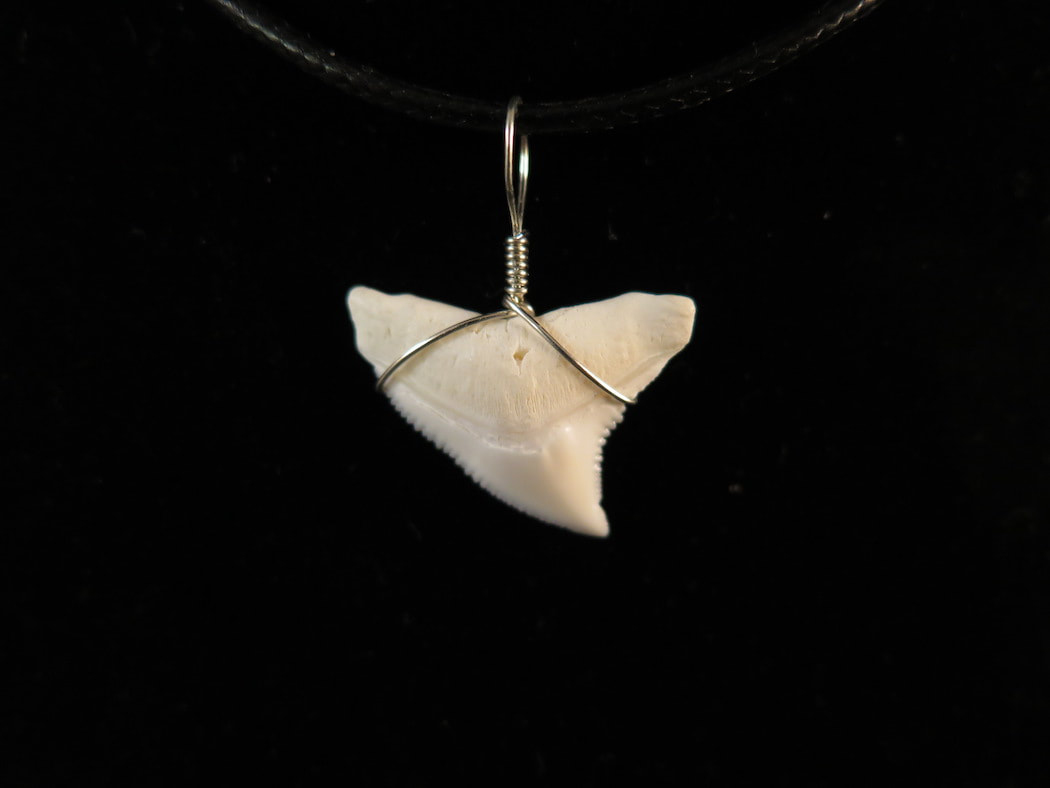 Bull Shark Tooth Necklace