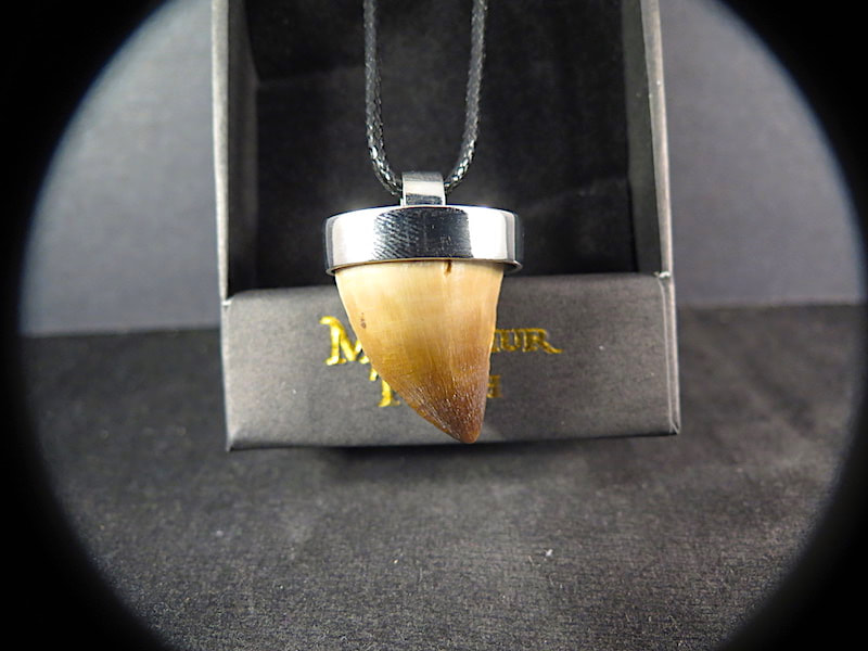 Amazon.com: Mosasaurus Tooth Pendant in 14k Gold, Real Dinosaur Fossil  Pendants, Dino Jewelry, Vulture Culture, Oddities and Curiosities :  Handmade Products