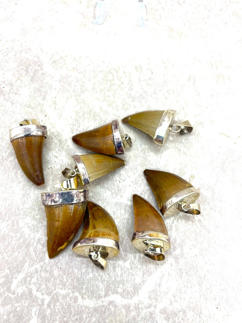 Fossil Mako Shark Tooth Earrings and Necklace Set | Earth Relics Jewelry  Company